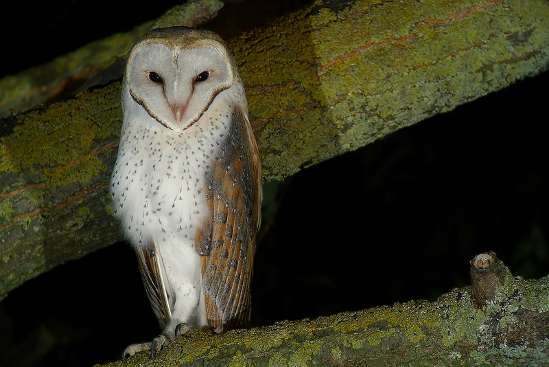 Barbagianni - Tyto alba in Digiscoping